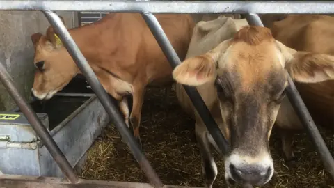 BBC Jersey cows