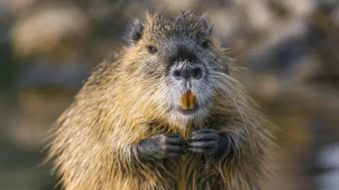 Getty Images Coypu