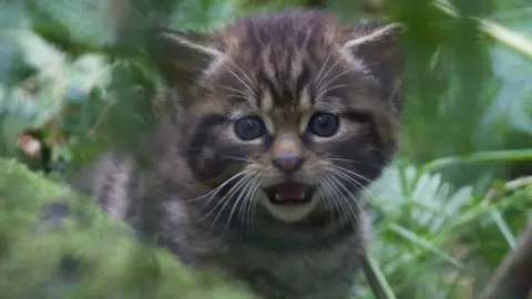 Innes MacNeill  One of two wildcat kittens born at Alladale Wilderness Reserve