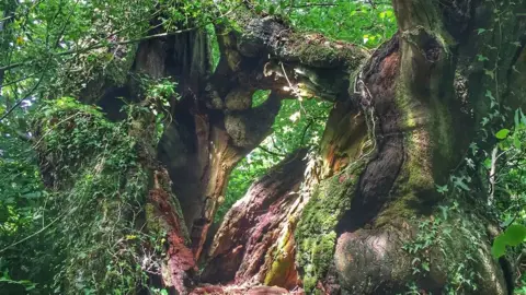 WOODLAND TRUST The Flitton Oak in Devon