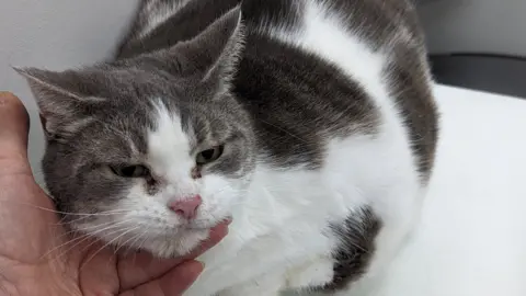 RSPCA Miss Moneypenny the cat