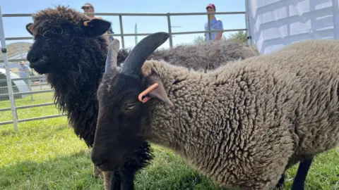 Sheep at County Show