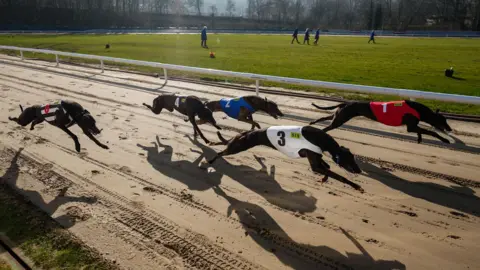 PA Media Five greyhounds racing along a sand track in the sun. They are wearing different coloured jerseys, and there is a grass field behind a fence.