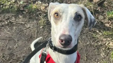 Cooper the lurcher, a white dog
