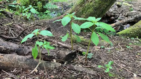 BBC Picture of Himalayan Balsam