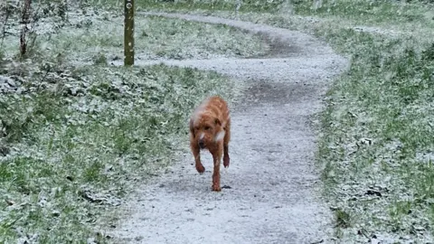 The picture shows a light brown dog walking along a path flanked by grassy areas while heavy snow falls