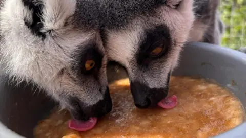 Ark Wildlife Park Two lemurs licking a frozen bowl of food. 