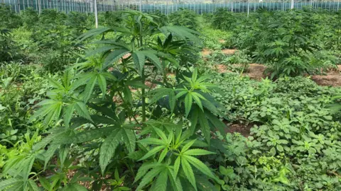 A greenhouse of cannabis plants
