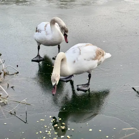 Early Bird / BBC Weather Watchers Two swans standing on ice-covered water, looking at reflection 