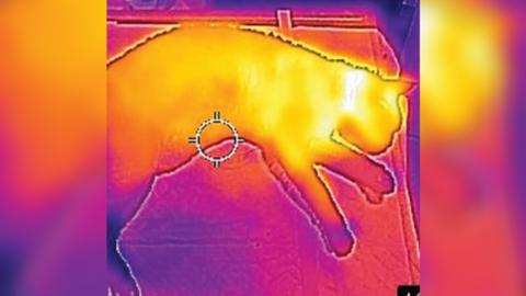 Cat on a thermal imaging camera