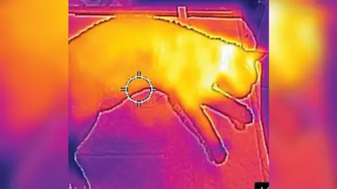 Brendan O'neill Cat on a thermal imaging camera