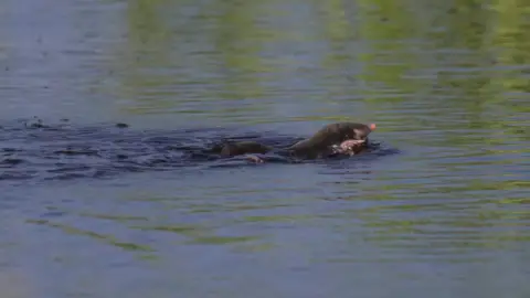 Andrew Kirby A mole swimming to the right in a body of water, with his face and paw peeking above the surface