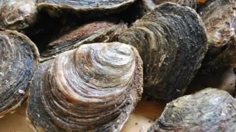 Blue Marine Foundation Oysters