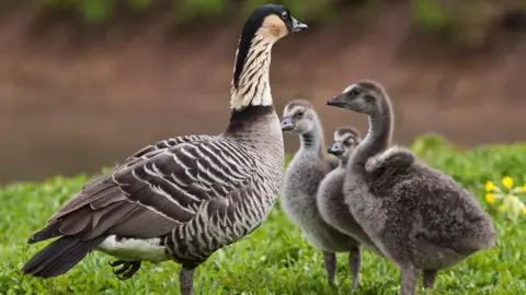 WWT/Malcolm Marner nēnē goslings and their parent