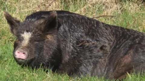 A pig with heavy black hair sitting in a grass field.