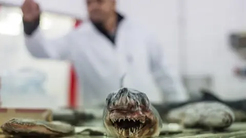 Getty Images Raw hake in a fish processing factory