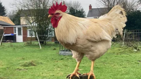 A white chicken is perched on a wooden post in a field looking to the side. Behind the field you can see a house and another one next to it.