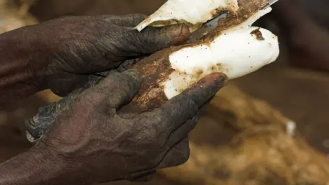 Getty Images Close up of hand peeling cassava with knife Uganda Africa.