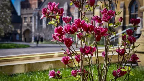 Diocese of Exeter A magnolia tree planted by in Lambeth Palace by the Archbishop of Canterbury. It has brown stems and bright pink petals. 