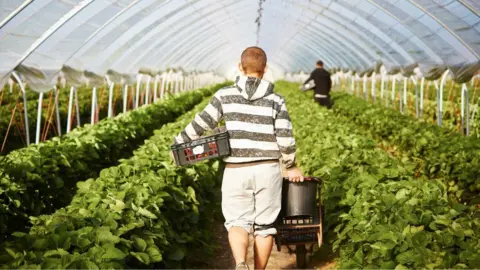 Getty Images A fruit picker 