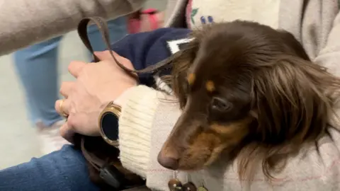 A brown and tan dachshund, wearing a navy and white knitted jumper, sits on its owners lap as she holds her arm around the dog. 