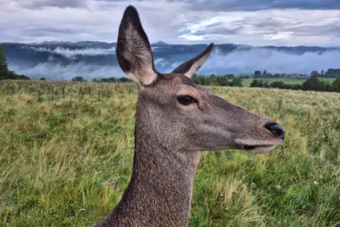 Scott Wilson Deer, close up