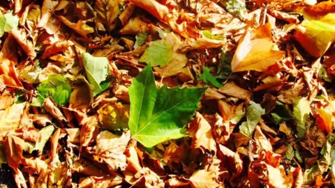 Becca Leaves in Abingdon