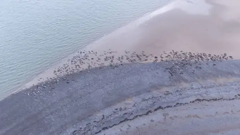 Cumbria Wildlife Trust Aerial shot of seals at South Walney in 2021