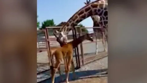 Giraffe born with no spots