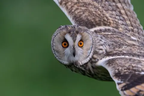 George Cocker owl