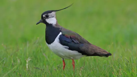 Graham Goodall A bird stands side-on in green grass. It has a black beak and a thin black feather curving upwards away from the back of its head. Its has a black and white breast, and iridescent feathers on its back. 