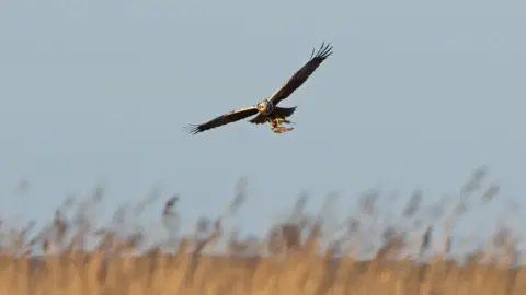 Getty Images Marsh harrier
