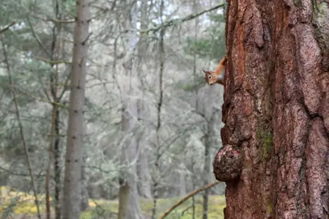 Graeme Chandler A red squirrel peeks around a tree with a forest in the background
