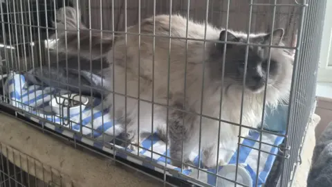  A fluffy grey cat in a cage on a white and blue blanket 