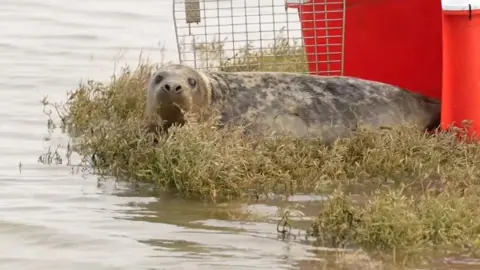 Rocky the grey seal has just emerged from a red and white crate. He lies on his tummy just next to the sea. The door to the crate is still open. He is looking around nervously.