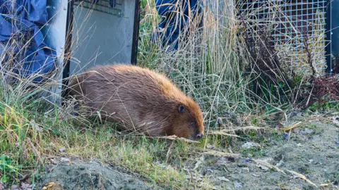 Chiew Loo A beaver coming out of a cage, looking down at the ground, that is full of moss, reeds, grass and foliage. Two cages are by the beaver. 