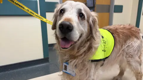 Anna Jameson/BBC Golden retriever Spartacus has a blue photo ID badge, yellow lead and harness and is standing in a hospital ward.