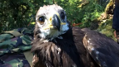 Raptor Persecution UK Tom