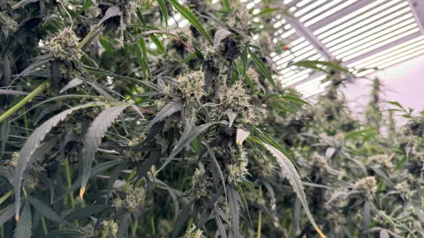 Cannabis at a legal medical cannabis facility