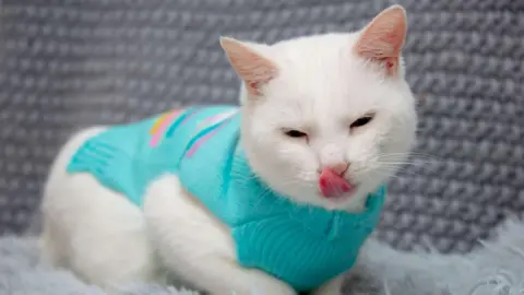 Charly Allso A white cat in a turquoise knitted pullover licking her top lip. The cat is sitting on a grey furry rug.