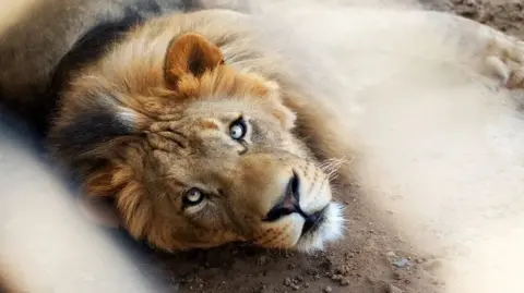 Stock image of lion in Pakistan