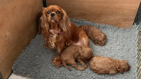 Suffolk Police A brown Cavalier King Charles Spaniel is sat on a grey blanket in the middle. Puppies are laying down on the blanket around the dog.