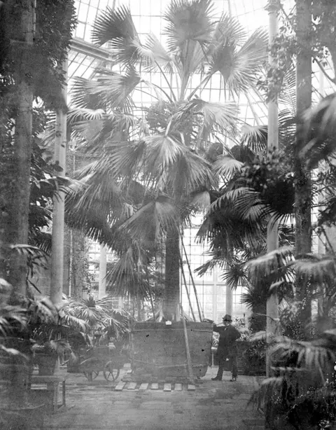 RBGE Sabal Palm at Royal Botanic Garden