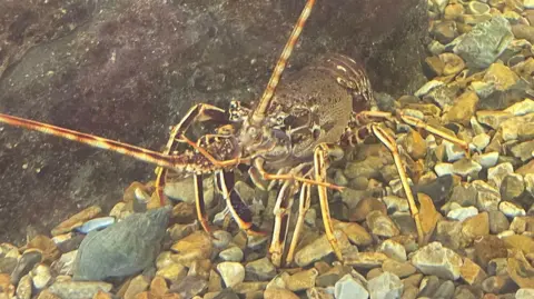 Catch at the Old Fish Market A brown-coloured crayfish in a fish tank lined with pebbles.