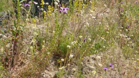 Ken Orpe Patch of rough ground with multi-coloured wildflowers