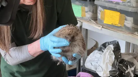 Hedgehog with worker at Wiltshire Wildlife Hospital