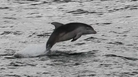 BBC Dolphin