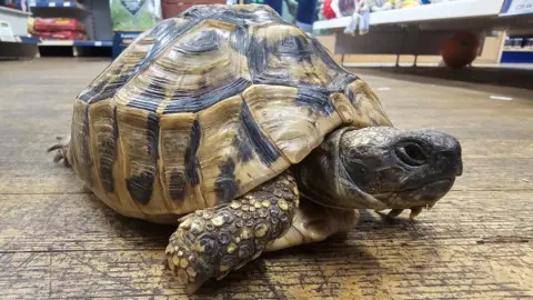 A tortoise sits on a wooden floor of a pet shop. 