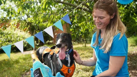 Battersea Dogs & Cats Home A blonde woman in a blue polo shirt with the Battersea logo on it stroking a black and white greyhound wearing an orange harness. There's a pile of blue toys in front of the dog, including a blue soft toy champagne bottle, and blue bunting hung behind it.