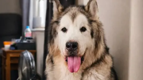 Robert Catchlove JD the fluffy malamute